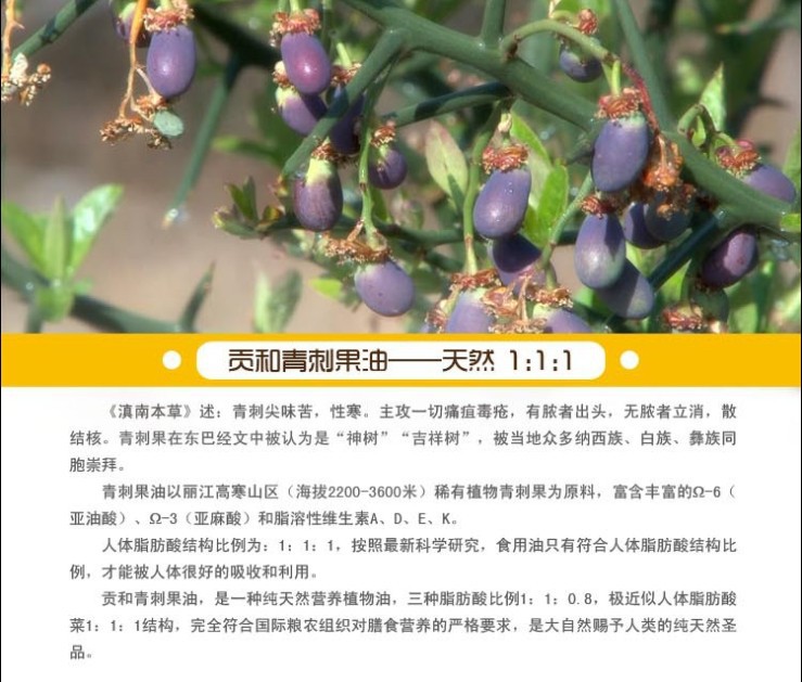 麗江貢和青刺果油 降三高 有機(jī)食用油500ml單瓶 招經(jīng)銷
