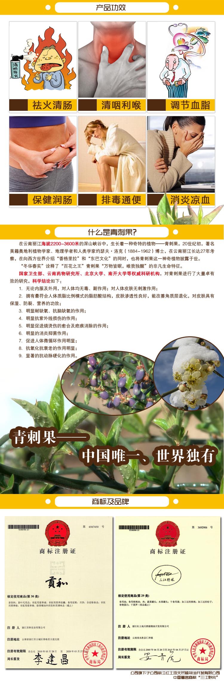 麗江貢和青刺尖茶保健茶 祛火清腸 痔瘡茶 牙齦痛茶150g廠家直銷