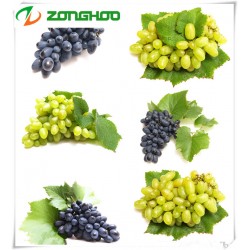 美容基礎(chǔ)油葡萄籽油  美容護膚 廠家貼牌