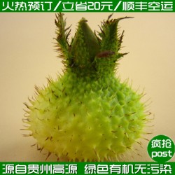 【火熱預(yù)訂】基地自產(chǎn) 貴州高原新鮮特級優(yōu)特 刺梨鮮果 批發(fā)團(tuán)購